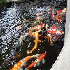 鯉　コイ　1匹　30000円