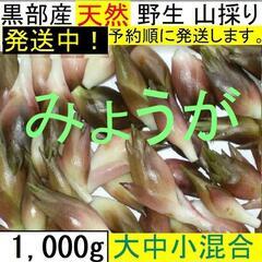 すぐにお渡しできます♪黒部峡谷の天然みょうが・ミョウガ・冥加 1...