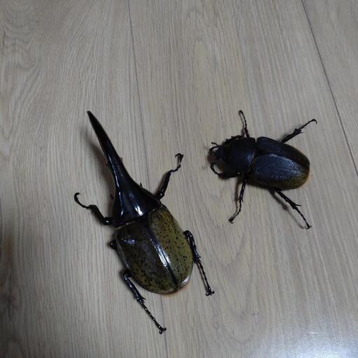 ＤＨヘラクレス　ペア　②　飼育ケース付き