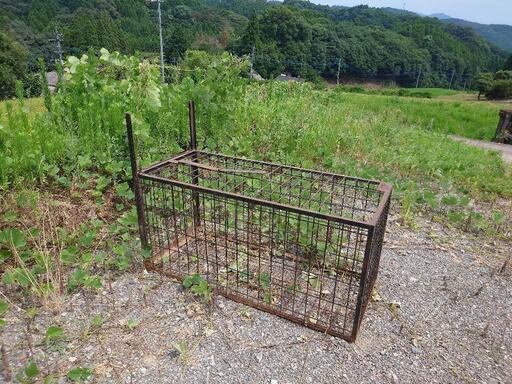 早い者勝ち 猪 箱罠