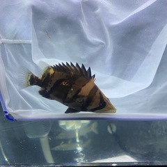 神奈川県のダトニオの中古が安い！激安で譲ります・無料であげます  