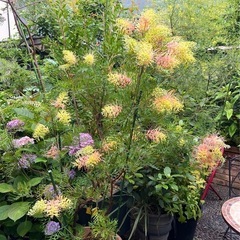 [植物売ります] グレビレア ピーチズアンドクリーム