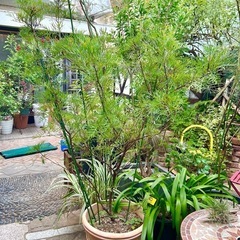 [植物売ります] グレビレア ピーチズアンドクリーム