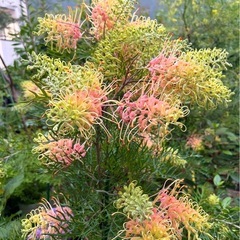 [植物売ります] グレビレア ピーチズアンドクリーム