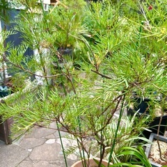 [植物売ります] グレビレア ピーチズアンドクリーム