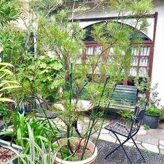 [植物売ります] グレビレア ピーチズアンドクリーム