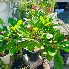 [植物売ります] プルメリア Divine