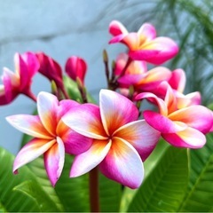 [植物売ります] プルメリア Divine