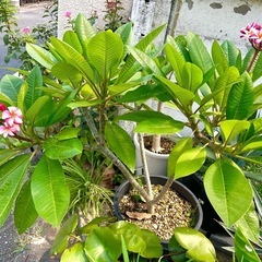 [植物売ります] プルメリア Divine