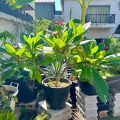 [植物売ります] プルメリア Divine