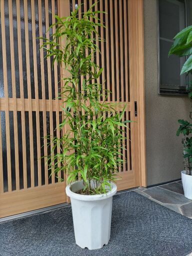 四方竹