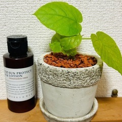 【観葉植物】フィカス・ウンベラータ　植木鉢＋受け皿セット