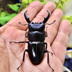 値下げしました！ 大型血統パラワンオオヒラタ107㎜upペア