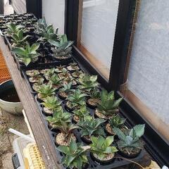 バラ売り歓迎】ディメンションゼロまとめ売り