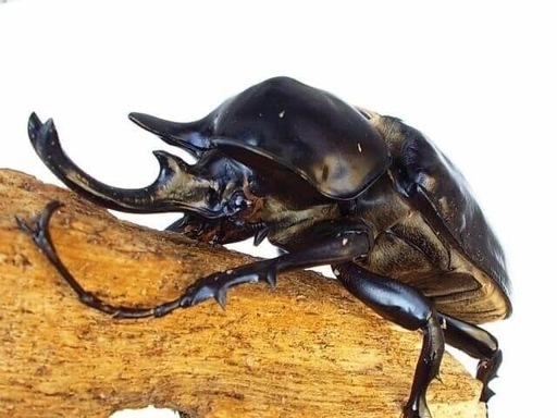 アクティオンゾウカブト幼虫 オスメスペア