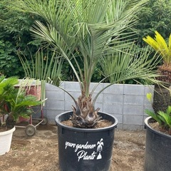 ココスヤシ特大サイズ、7メートル級。太さ60センチ。SALE中