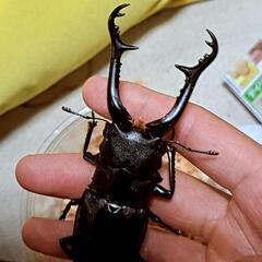 ギラファーノコギリフローレンス幼虫