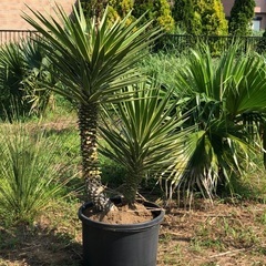 ユッカ アロイフォリア バリエガータ 斑入り