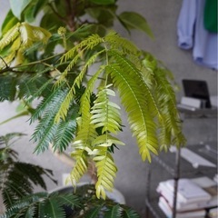 9月5.6日限定で20%オフ中【観葉植物】エバーフレッシュ🪴