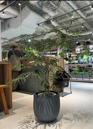 9月5.6日限定で20%オフ中【観葉植物】エバーフレッシュ
