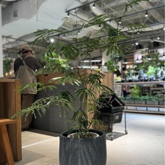 9月5.6日限定で20%オフ中【観葉植物】エバーフレッシュ🪴