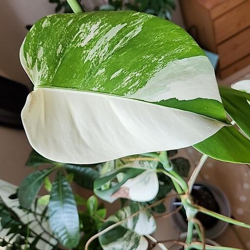 斑入りモンステラ　2鉢　斑入り　モンステラ