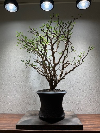 【特大】センナメリディオナリス 塊根植物