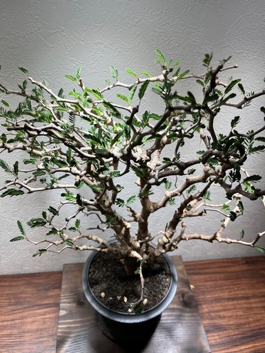 特大】センナメリディオナリス 塊根植物 - ガーデニング 