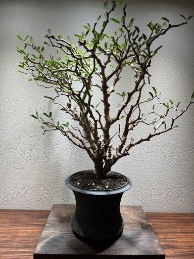 特大】センナメリディオナリス 塊根植物 - ガーデニング 