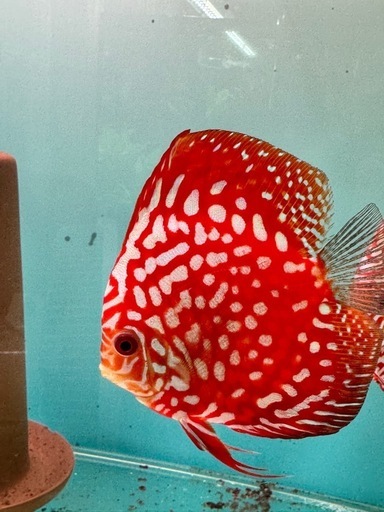 ディスカス