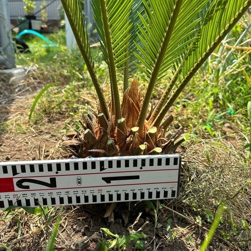 ソテツ 蘇轍 ガーデニング 値引き交渉可♪ 観葉植物 ソテツ 蘇鉄 8号鉢 