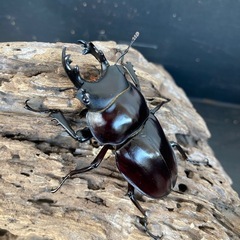 E,ラスト ヤエヤママルバネクワガタ 2ペア