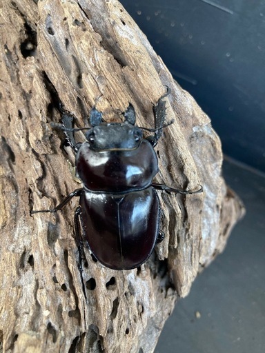 配送可能【大歯】ヤエヤママルバネクワガタペア　♂61.1mm　♀50.0ｍｍ