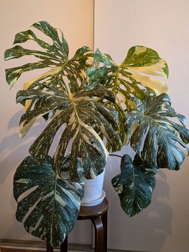 モンステラ デリシオーサ タイコンステレーション 斑入り Monstera Thai Constellation Variegata