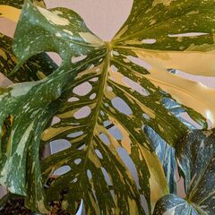 モンステラ デリシオーサ タイコンステレーション 斑入り Monstera Thai Constellation Variegata
