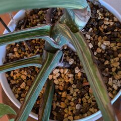 モンステラ デリシオーサ タイコンステレーション 斑入り Monstera Thai Constellation Variegata