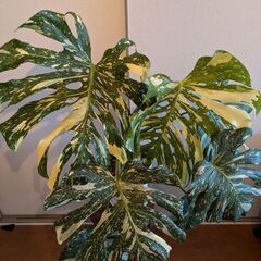 モンステラ デリシオーサ タイコンステレーション 斑入り Monstera Thai Constellation Variegata