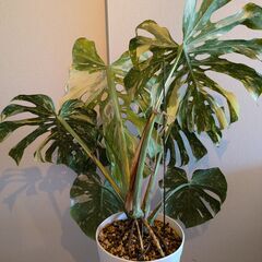 モンステラ デリシオーサ タイコンステレーション 斑入り Monstera Thai Constellation Variegata