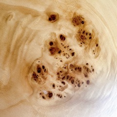 ポプラの木の天板