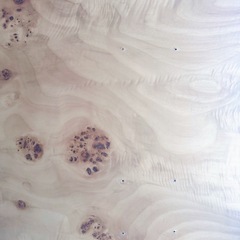 ポプラの木の天板