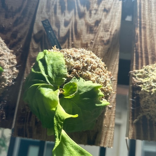 P.ridleyi 'Aon’s Little Princess' 【ビカクシダ】#1
