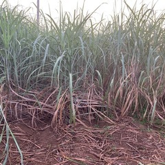 サトウキビの苗