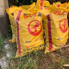 サトウキビの夏植え用の苗