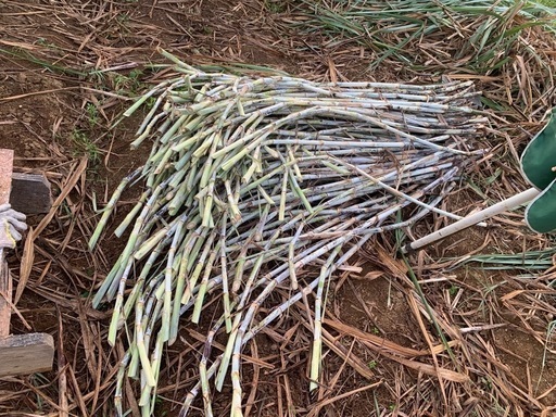 サトウキビの夏植え用の苗