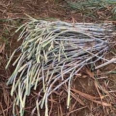 サトウキビの夏植え用の苗