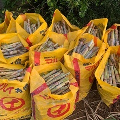 サトウキビの夏植え用の苗