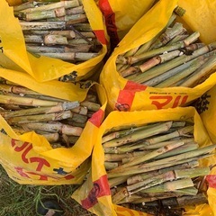 サトウキビの夏植え用の苗