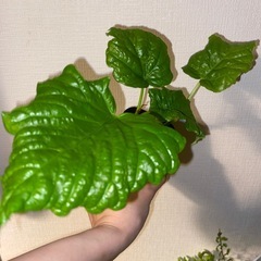 観葉植物　フィカス　ウンベラータ②