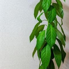 実生/観葉植物 アボカドの木/4年目