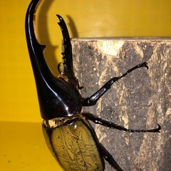 ヘラクレスオオカブト① 【♂黒目／♀赤目】１ペア　　　　　　　　　　